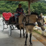 Swiss Sheep Farm ฟาร์มแกะชะอำ