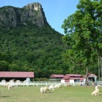 Swiss Sheep Farm ฟาร์มแกะชะอำ